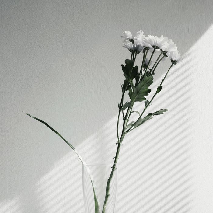 cicekFotografi